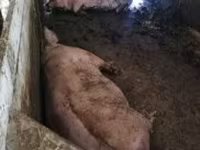 Prasata (šarže, pohlaví neuvedeno), Prasata — foto 2