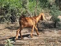 Kambing betina, Goats — foto 6