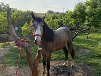 Cavallo, Cavalli — foto 1