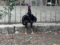 Guinea fowl — φωτογραφία 3