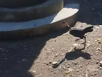 Guinea fowl — fotografija 4