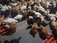 Chickens — zdjęcie 2