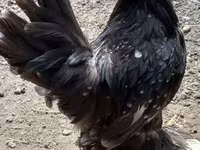 Chickens — Foto 3