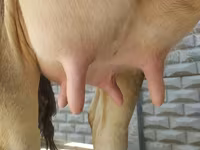 Krowa, Swiss cattle — zdjęcie 2