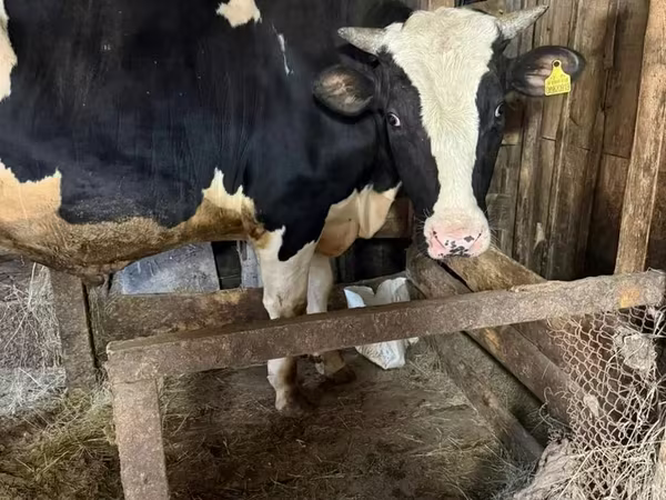 Bulle, Holstein-Rasse