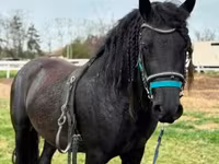 Hing, Friesian — 3. fotó