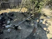 Ducks — الصورة 5
