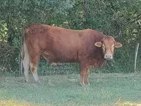 Tyre, Limousin-ko. — foto 1