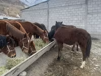 گھوڑا, گھوڑے — تصویر 1