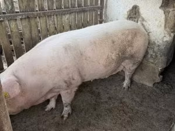แม่สุกร, Крупная белая
