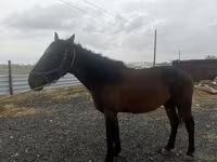 Hingst, Heste — foto 5