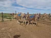 شتر ماده, شتر — عکس 2