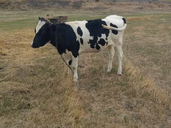 Ko, Holstein-race — Moldova