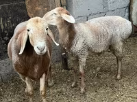 Koyun, Arashan sheep — foto 4
