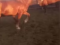 Cavallo, Kazakh horse — foto 5