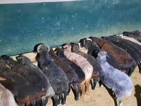 Қошқар, Қойлар — 2-сурет
