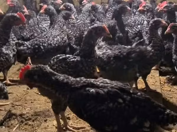 Chickens