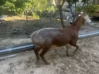 Montone, Arashan sheep — foto 4