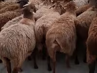 Bélier, Hissar sheep — photo 5