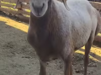 قوچ, Arashan sheep — عکس 2