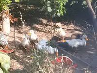 Ducks — รูปภาพ 3