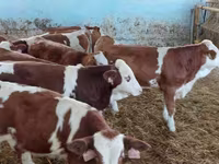 Bik, Simmental cattle — fotografija 1