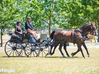 Pastuv, Hungarian horse breed — fotografija 1