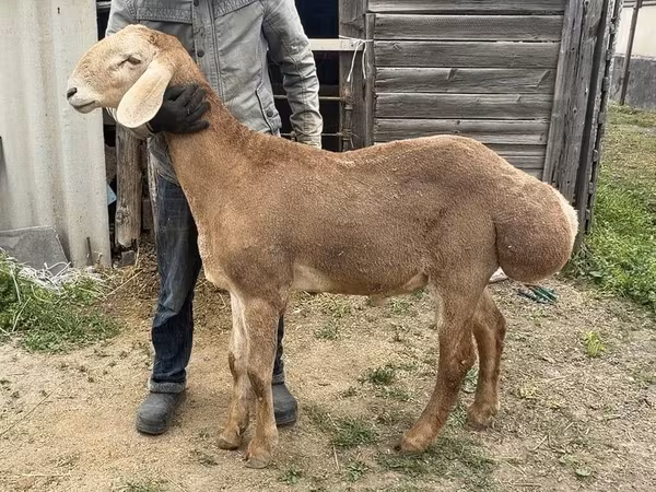 Beran, Arashan sheep