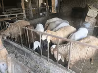 Vædder, Rhon sheep — foto 1