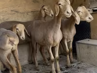 Ovce, Edilbay sheep — foto 1