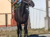 ፈረስ, Lipizzaner — ፎቶ 2