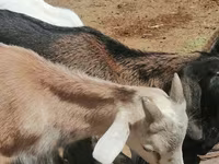 Ziege, Alpine goat — Foto 5