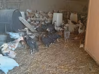 Chickens — عکس 5