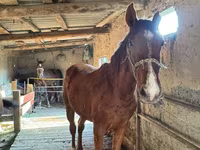 Ձի, Horse breed — լուսանկար 1