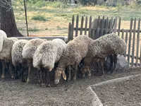 Pecora, Pecore — foto 3