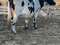 Krava, Latvian Blue cattle — foto 7
