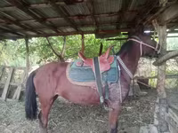 Atlar (parti, cinsiyet belirtilmedi), Atlar — foto 1