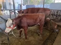Vacă, Hereford — foto 4