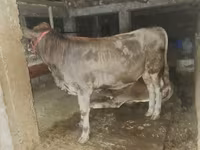 Dibi, Cattle — sawirka 2