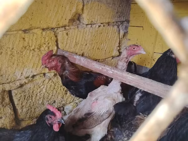 Chickens