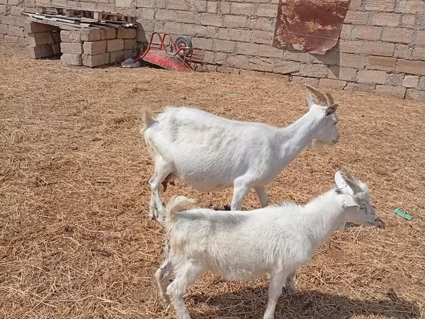 Ямаа, Toggenburg goat