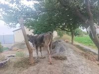 Lo’, Cattle — sawirka 3