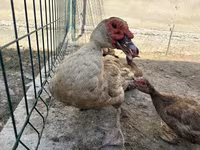 Hausente — Foto 2
