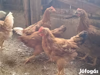 Chickens — عکس 2