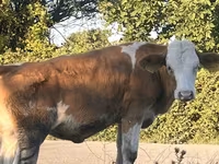 Kuh, Simmental cattle — Foto 7