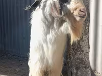 公山羊, Beetal goats — 照片 4