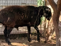 كبش, Rhon sheep — الصورة 1