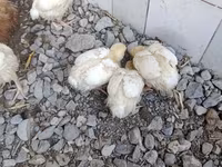 Chickens — تصویر 4
