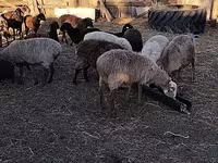 كبش, الأغنام — الصورة 3