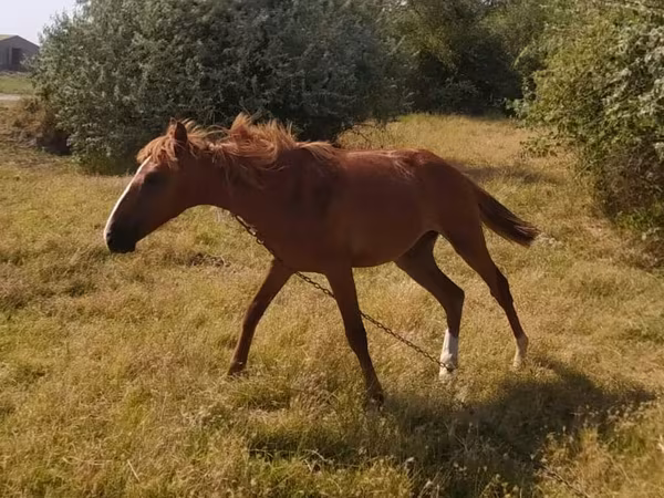 اسب نر, Azerbaijan horse